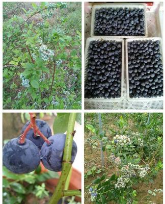山西蓝莓苗 1年生蓝莓小苗 南高丛系列蓝莓苗 泰安蓝莓苗