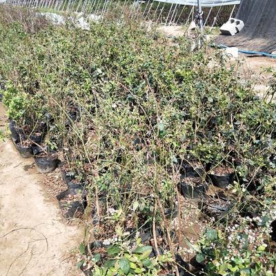 【蓝丰蓝莓苗批发】蓝丰蓝莓苗价格25元/株 10株起批