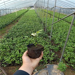 【哪里有卖蓝莓苗的,蓝莓苗哪里有卖的,薄雾蓝莓苗购买】-