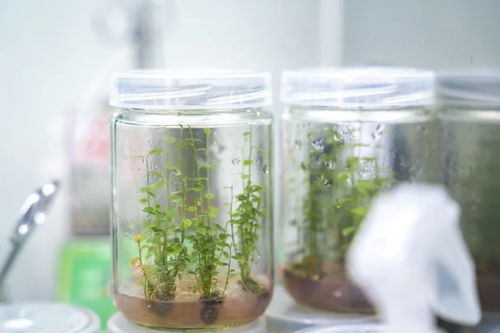 大如表盘的蓝莓,你见过吗