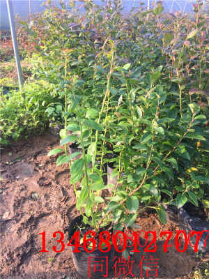 新闻 元氏都克蓝莓苗批发商