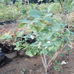 抚州薄雾蓝莓苗怎么样现货销售