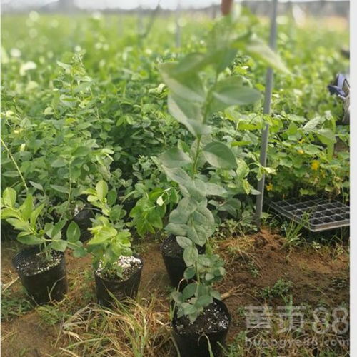 【九寨沟蓝光蓝莓苗参考报价】- 