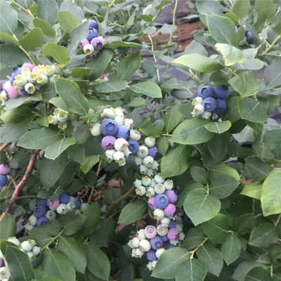 古田南高丛蓝莓苗基地