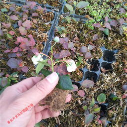 【组培蓝莓苗出售中1-8年蓝莓苗适应南北方种植的蓝莓苗】-