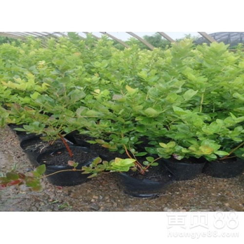 【成活率蓝莓苗价格长得快薄雾蓝莓苗品种丰富】- 