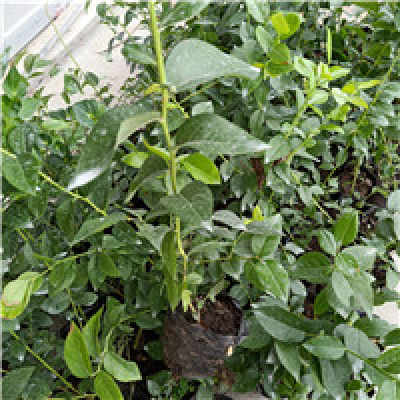 淮南市蓝莓苗苗圃直销