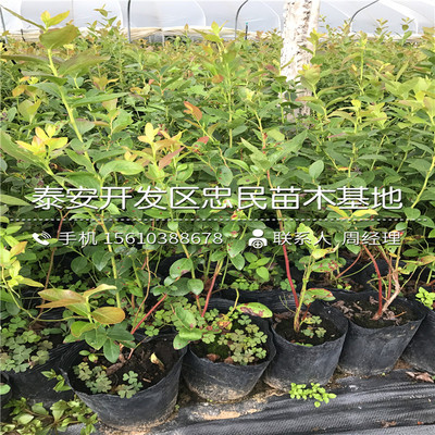迪克西蓝莓苗批发厂家、迪克西蓝莓苗产地在哪里呀