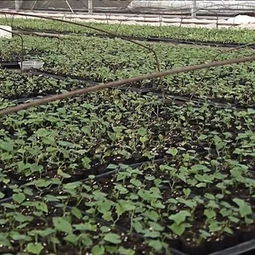 工厂化苗保春耕 奠定农民增收路