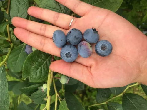 今天有几千个人,正在大箐乡看着赛马 吃着烤肉 品着蓝莓 买着生态农产品 巴适惨了