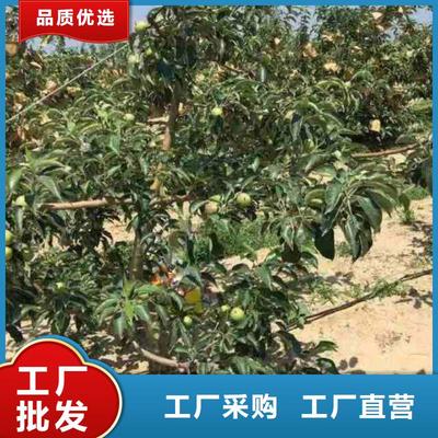 山东省东营市花椒苗|【同城】 【附近】货源