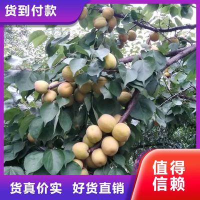 【杏】蓝莓苗工厂价格