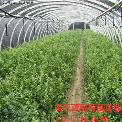 蓝莓的种类 蓝鸟蓝莓苗特点介绍 怎么辨别蓝莓苗树龄