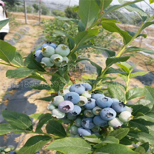 北方蓝莓苗 多少钱一根苗