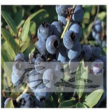 【蓝莓苗矮丛美】最新最全蓝莓苗矮丛美 产品参考信息