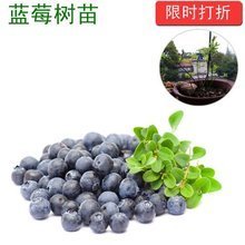 【蓝莓苗矮丛美登】最新最全蓝莓苗矮丛美登 产品参考信息