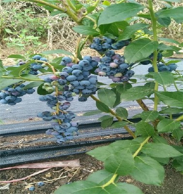 维兔蓝莓苗江西哪里品种