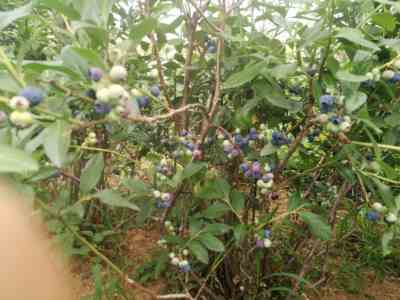 扦插蓝莓苗种植基地