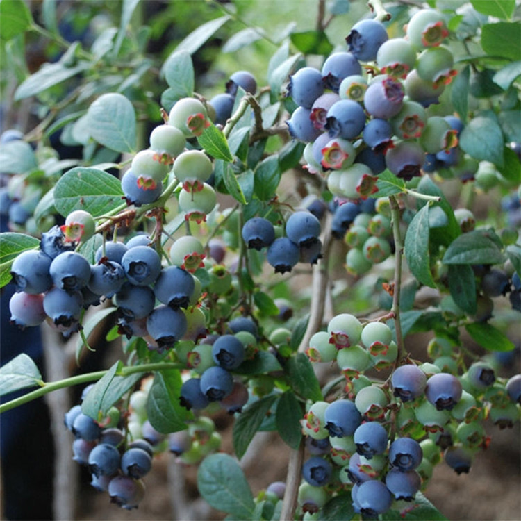 组培蓝莓苗产品介绍蓝莓树苗品种