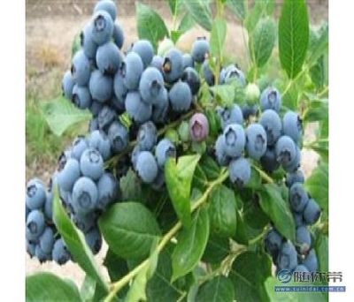 【利升苗木2年生蓝莓苗货源地价格蓝莓苗产量好北陆蓝莓苗基地有】泰安开发区利升园艺场 - 产品库