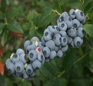 果树苗木 盆栽蓝莓苗 北高丛【北春】高产抗寒,适应性强当年结