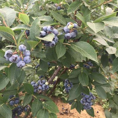 基地直销 蓝莓苗 蓝莓苗品种 优质蓝莓苗 产量高 品种齐全 欢迎咨询图片_高清图_细节图-泰安开发区金兴园艺场