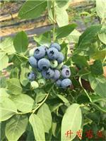 蓝莓苗报价/泰安升发园艺场-泰安高新区升发园艺场提供蓝莓苗报价/泰安升发园艺场的相关介绍、产品、服务、图片、价格矮化樱桃苗、蓝莓苗、核桃苗、矮化苹果苗、桃树苗
