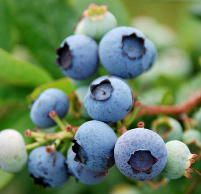 欣烁苗木 3年生蓝莓苗_薄雾蓝莓苗_都克蓝莓苗图片_高清图_细节图-泰安开发区欣烁园艺场