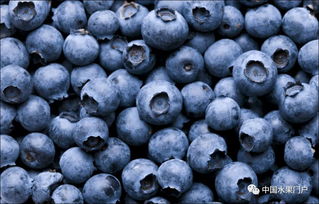智利蓝莓出口这一季初虽延后开始但预计不会影响接下来对华出口,该国蓝莓协会已正式在中国市场进行营销活动