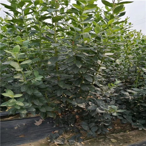 三年生兔眼蓝莓苗四年营养钵兔眼蓝莓苗