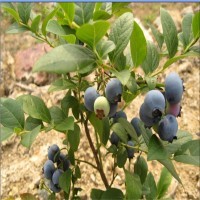 北村产品图片|图片大全|图片库