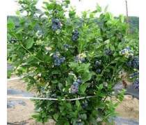 蓝莓南北方果树产品信息