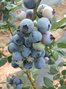 【吉林二年蓝莓苗价格】- 