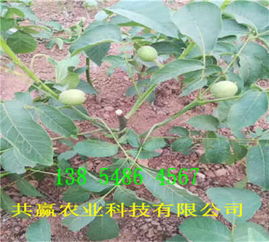 山东聊城香玲核桃树苗才卖多少钱 送货 价格