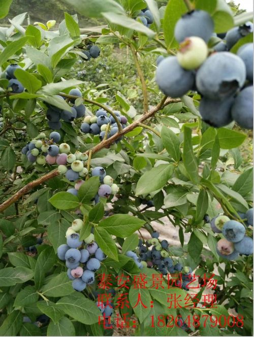蓝莓苗多少钱一棵,价格