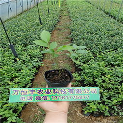 【蓝莓苗多少钱一棵,蓝莓苗出售,蓝莓苗厂家】-