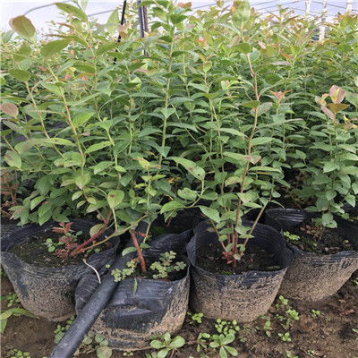 【江苏红果桑树苗行情报价多少】-