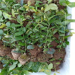【蓝莓苗种植图片,蓝莓苗哪家便宜,山东万恒丰蓝莓苗基地】-