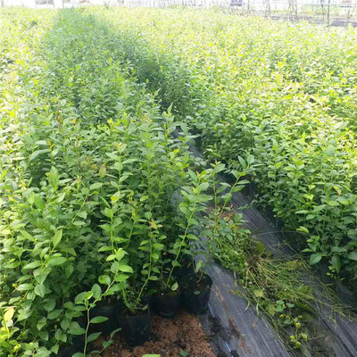 钱德勒蓝莓苗价格泰安爱科石嘴山钱德勒蓝莓苗