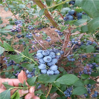 那处卖3年蓝莓苗多钱,新品种蓝莓苗