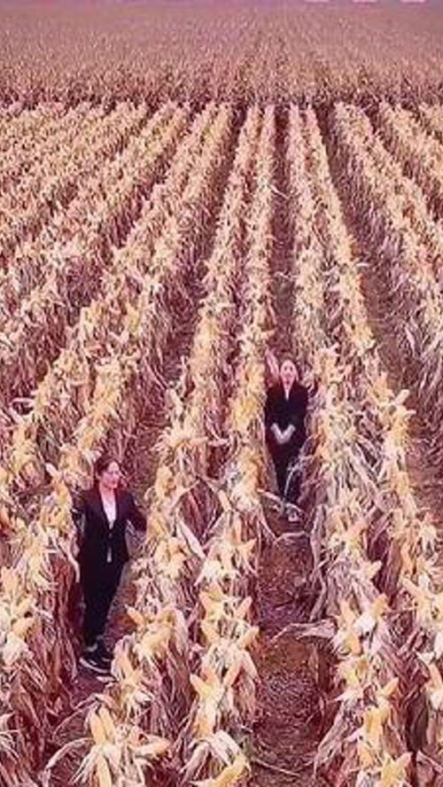 优质农产品 种子种苗 农民 农业种植技术 农业种植