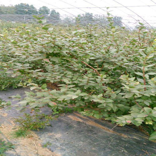 自产自销蓝莓苗,自产自销蓝莓苗批发商