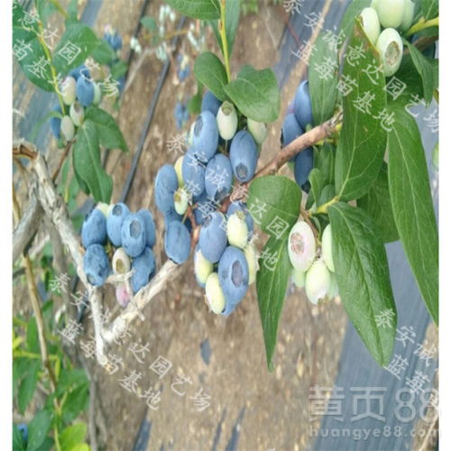 【专业培育自由蓝莓苗、山西服务一条龙】- 
