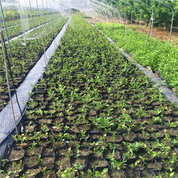 【半高丛蓝莓苗批发什么价格、半高丛蓝莓苗批发价格多少】- 