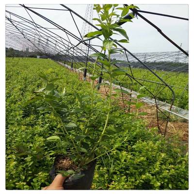 优质盆栽蓝莓苗 都克蓝莓苗 一年生 布里吉塔蓝莓苗
