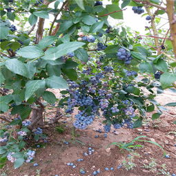 【哪里核桃树苗,核桃苗木出售,核桃苗圃】- 