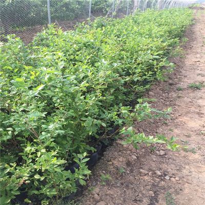 杰兔蓝莓苗一棵多少钱杰兔蓝莓苗图片