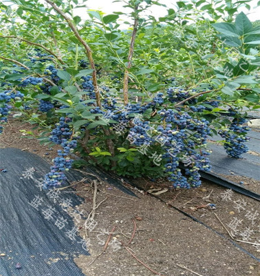 夏普蓝蓝莓苗河北大型育苗基地