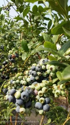 蓝莓苗品种 北高丛蓝莓苗蓝丰蓝莓苗价格