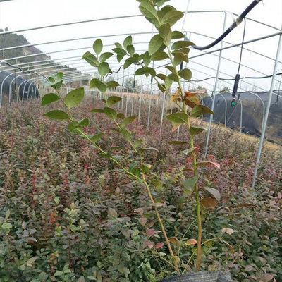 2年 3年蓝莓苗价格 基地蓝莓苗批发报价